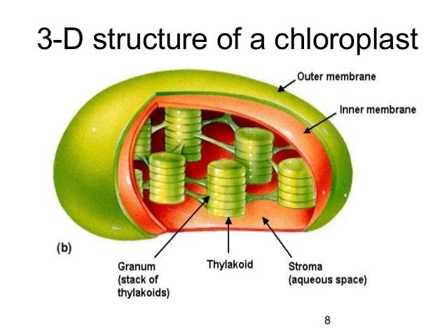 Chapter2cells2011 110323085717-phpapp02