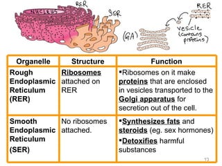 Difference Between Ser And Rer Chapter 2 cells 2011 | PPT