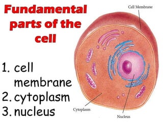 Chapter 2 : Cell Structure and Functions