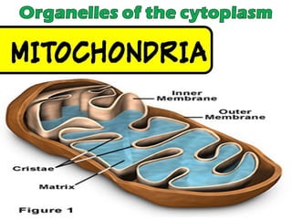 Chapter 2 : Cell Structure and Functions