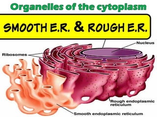 Chapter 2 : Cell Structure and Functions
