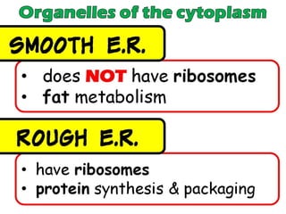 Chapter 2 : Cell Structure and Functions