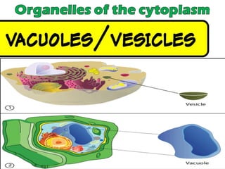 Chapter 2 : Cell Structure and Functions