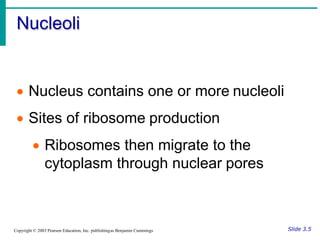 Nucleoli Rim Chapter 2 Cellular Structure & Physiology.pdf