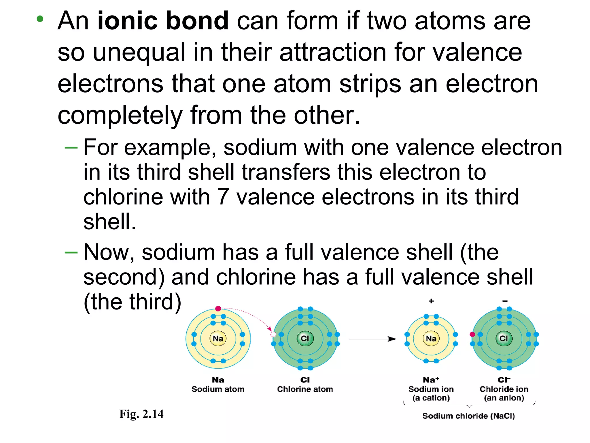 • An ionic bond can form if two atoms are
so unequal in their attraction for valence
electrons that one atom strips an electron
completely from the other.
– For example, sodium with one valence electron
in its third shell transfers this electron to
chlorine with 7 valence electrons in its third
shell.
– Now, sodium has a full valence shell (the
second) and chlorine has a full valence shell
(the third).
Fig. 2.14
 