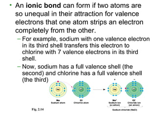 • An ionic bond can form if two atoms are
so unequal in their attraction for valence
electrons that one atom strips an electron
completely from the other.
– For example, sodium with one valence electron
in its third shell transfers this electron to
chlorine with 7 valence electrons in its third
shell.
– Now, sodium has a full valence shell (the
second) and chlorine has a full valence shell
(the third).
Fig. 2.14
 