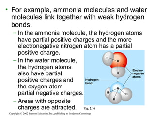 • For example, ammonia molecules and water
molecules link together with weak hydrogen
bonds.
– In the ammonia molecule, the hydrogen atoms
have partial positive charges and the more
electronegative nitrogen atom has a partial
positive charge.
– In the water molecule,
the hydrogen atoms
also have partial
positive charges and
the oxygen atom
partial negative charges.
– Areas with opposite
charges are attracted.
Copyright © 2002 Pearson Education, Inc., publishing as Benjamin Cummings
Fig. 2.16
 