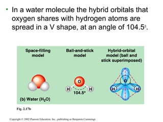 • In a water molecule the hybrid orbitals that
oxygen shares with hydrogen atoms are
spread in a V shape, at an angle of 104.5o
.
Copyright © 2002 Pearson Education, Inc., publishing as Benjamin Cummings
Fig. 2.17b
 