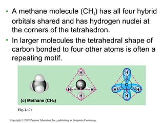 • A methane molecule (CH4) has all four hybrid
orbitals shared and has hydrogen nuclei at
the corners of the tetrahedron.
• In larger molecules the tetrahedral shape of
carbon bonded to four other atoms is often a
repeating motif.
Copyright © 2002 Pearson Education, Inc., publishing as Benjamin Cummings
Fig. 2.17c
 