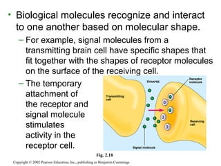 • Biological molecules recognize and interact
to one another based on molecular shape.
– For example, signal molecules from a
transmitting brain cell have specific shapes that
fit together with the shapes of receptor molecules
on the surface of the receiving cell.
– The temporary
attachment of
the receptor and
signal molecule
stimulates
activity in the
receptor cell.
Copyright © 2002 Pearson Education, Inc., publishing as Benjamin Cummings
Fig. 2.18
 