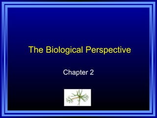 The Biological Perspective
Chapter 2

 