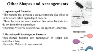 Microbiology :Lecture 2 - CLASSIFICATION OF MICROBES | PPTX