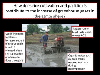How does rice cultivation and padi fields
contribute to the increase of greenhouse gases in
the atmosphere?
Tractors run on
fossil fuels which
release CO2
Use of inorganic
fertillisers
increase amount
of nitrous oxide
in soil 
released when
soil is ploughed
or when rain
flows through it
Organic matter such
as dead leaves
releases methane
during
decomposition
 