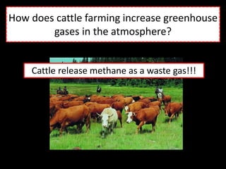 How does cattle farming increase greenhouse
gases in the atmosphere?
Cattle release methane as a waste gas!!!
 