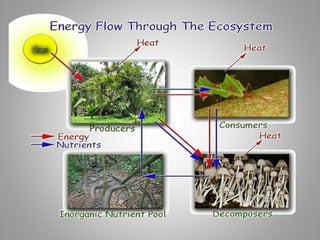 Ecology and Ecosystem