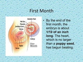 First Month
      • By the end of the
        first month, the
        embryo is about
        1/10 of an inch
        long. The heart,
        which is no larger
        than a poppy seed,
        has begun beating.
 