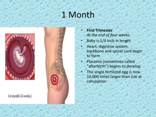 1 Month
    • First Trimester
      At the end of four weeks:
    • Baby is 1/4 inch in length
    • Heart, digestive system,
      backbone and spinal cord begin
      to form
    • Placenta (sometimes called
      "afterbirth") begins to develop
    • The single fertilized egg is now
      10,000 times larger than size at
      conception
 