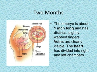 Two Months
     • The embryo is about
       1 inch long and has
       distinct, slightly
       webbed fingers.
       Veins are clearly
       visible. The heart
       has divided into right
       and left chambers.
 