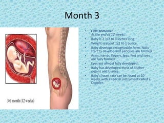 Month 3
    •   First Trimester
        At the end of 12 weeks:
    •   Baby is 2 1/2 to 3 inches long
    •   Weight is about 1/2 to 1 ounce
    •   Baby develops recognizable form. Nails
        start to develop and earlobes are formed
    •   Arms, hands, fingers, legs, feet and toes
        are fully formed
    •   Eyes are almost fully developed
    •   Baby has developed most of his/her
        organs and tissues
    •   Baby's heart rate can be heard at 10
        weeks with a special instrument called a
        Doppler
 