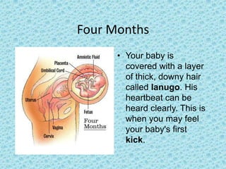Four Months
      • Your baby is
        covered with a layer
        of thick, downy hair
        called lanugo. His
        heartbeat can be
        heard clearly. This is
        when you may feel
        your baby's first
        kick.
 