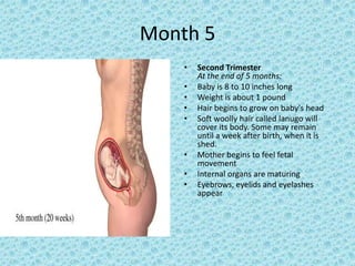 Month 5
    •   Second Trimester
        At the end of 5 months:
    •   Baby is 8 to 10 inches long
    •   Weight is about 1 pound
    •   Hair begins to grow on baby's head
    •   Soft woolly hair called lanugo will
        cover its body. Some may remain
        until a week after birth, when it is
        shed.
    •   Mother begins to feel fetal
        movement
    •   Internal organs are maturing
    •   Eyebrows, eyelids and eyelashes
        appear
 