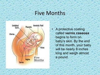 Five Months

      • A protective coating
        called vernix caseosa
        begins to form on
        baby's skin. By the end
        of this month, your baby
        will be nearly 8 inches
        long and weigh almost
        a pound.
 