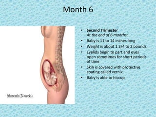 Month 6

    • Second Trimester
      At the end of 6 months:
    • Baby is 11 to 14 inches long
    • Weight is about 1 3/4 to 2 pounds
    • Eyelids begin to part and eyes
      open sometimes for short periods
      of time
    • Skin is covered with protective
      coating called vernix
    • Baby is able to hiccup
 