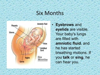 Six Months
     • Eyebrows and
       eyelids are visible.
       Your baby's lungs
       are filled with
       amniotic fluid, and
       he has started
       breathing motions. If
       you talk or sing, he
       can hear you.
 