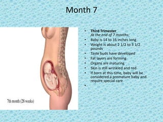 Month 7

    •   Third Trimester
        At the end of 7 months:
    •   Baby is 14 to 16 inches long
    •   Weight is about 2 1/2 to 3 1/2
        pounds
    •   Taste buds have developed
    •   Fat layers are forming
    •   Organs are maturing
    •   Skin is still wrinkled and red
    •   If born at this time, baby will be
        considered a premature baby and
        require special care
    •
 