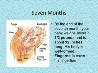Seven Months
      • By the end of the
        seventh month, your
        baby weighs about 3
        1/2 pounds and is
        about 12 inches
        long. His body is
        well-formed.
        Fingernails cover
        his fingertips
 