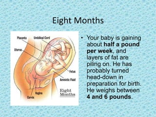 Eight Months
      • Your baby is gaining
        about half a pound
        per week, and
        layers of fat are
        piling on. He has
        probably turned
        head-down in
        preparation for birth.
        He weighs between
        4 and 6 pounds.
 