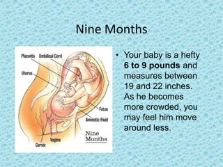 Nine Months
      • Your baby is a hefty
        6 to 9 pounds and
        measures between
        19 and 22 inches.
        As he becomes
        more crowded, you
        may feel him move
        around less.
 