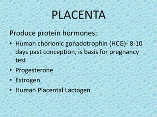 PLACENTA
Produce protein hormones:
• Human chorionic gonadotrophin (HCG)- 8-10
  days past conception, is basis for pregnancy
  test
• Progesterone
• Estrogen
• Human Placental Lactogen
 