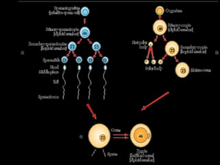 FERTILIZATION




First weeks of human developmnt:
Blastocyst embedded in endometrium.
 