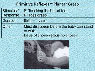 Primitive Reflexes ~ Plantar Grasp
Stimulus /   S: Touching the ball of foot
Response     R: Toes grasp
Duration     Birth – 1 year
Other        Must disappear before the baby can stand
             or walk.
             Issue of shoes versus no shoes?
 