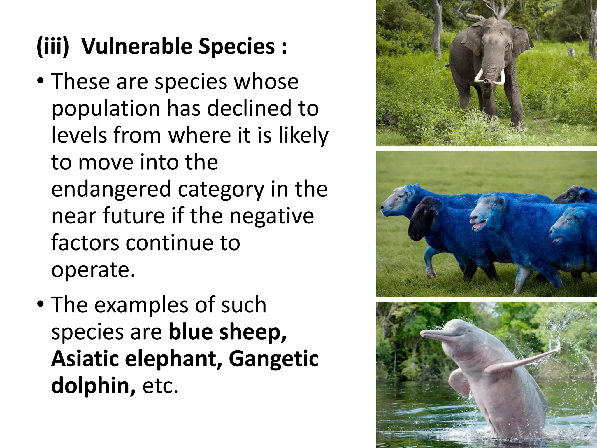 (iii) Vulnerable Species :
• These are species whose
population has declined to
levels from where it is likely
to move into the
endangered category in the
near future if the negative
factors continue to
operate.
• The examples of such
species are blue sheep,
Asiatic elephant, Gangetic
dolphin, etc.
 