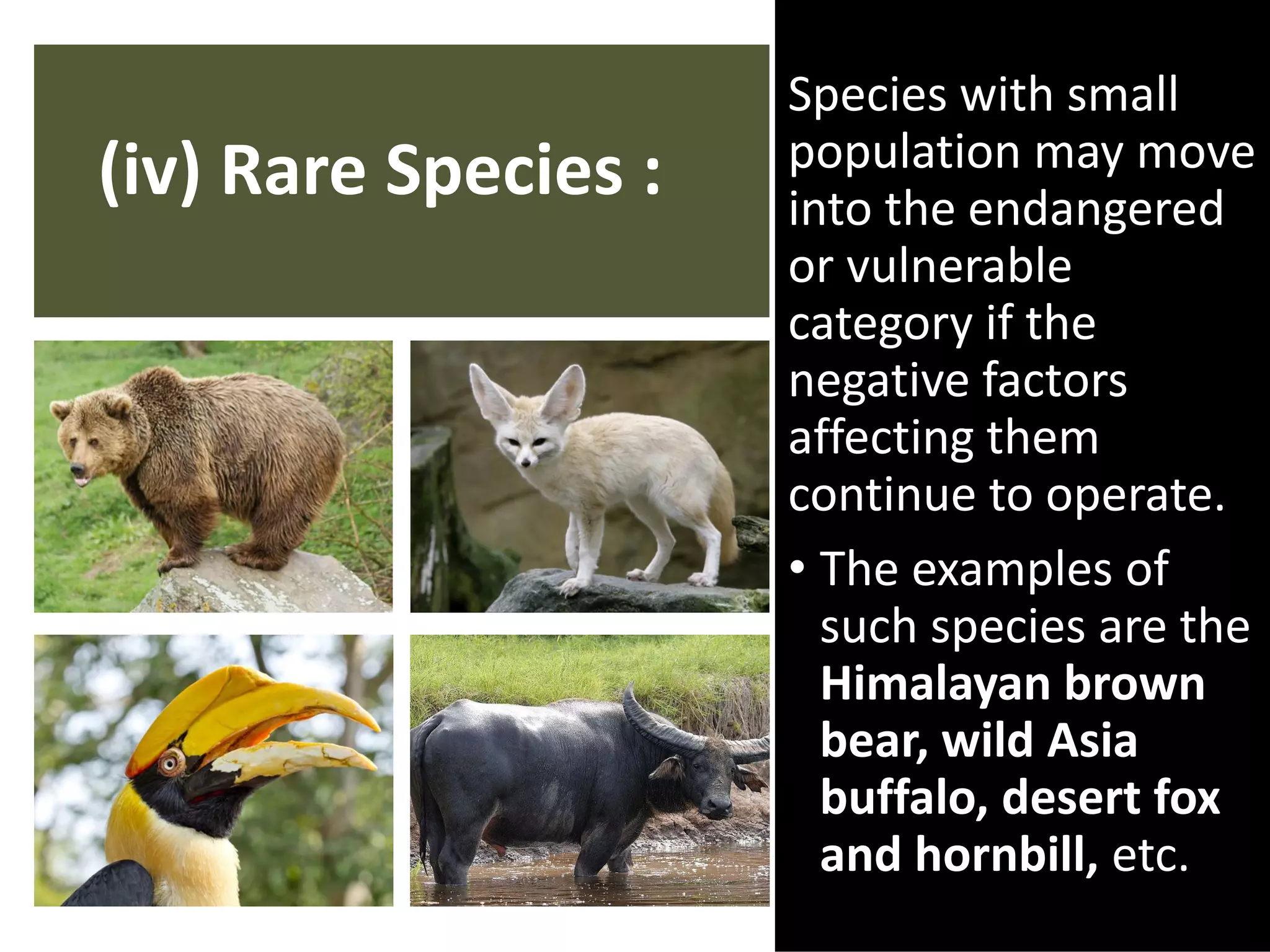 Species with small
population may move
into the endangered
or vulnerable
category if the
negative factors
affecting them
continue to operate.
• The examples of
such species are the
Himalayan brown
bear, wild Asia
buffalo, desert fox
and hornbill, etc.
(iv) Rare Species :
 