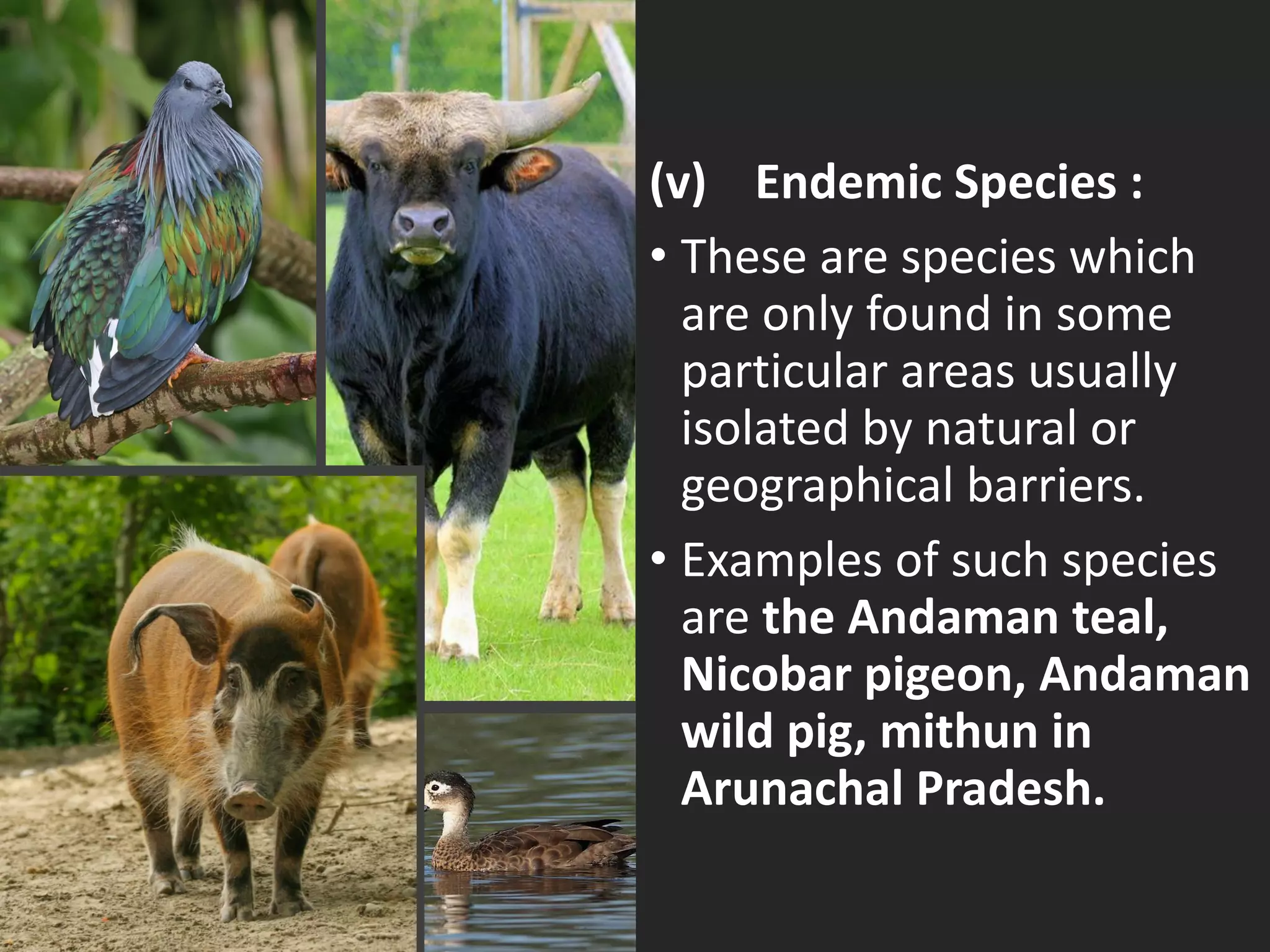 (v) Endemic Species :
• These are species which
are only found in some
particular areas usually
isolated by natural or
geographical barriers.
• Examples of such species
are the Andaman teal,
Nicobar pigeon, Andaman
wild pig, mithun in
Arunachal Pradesh.
 