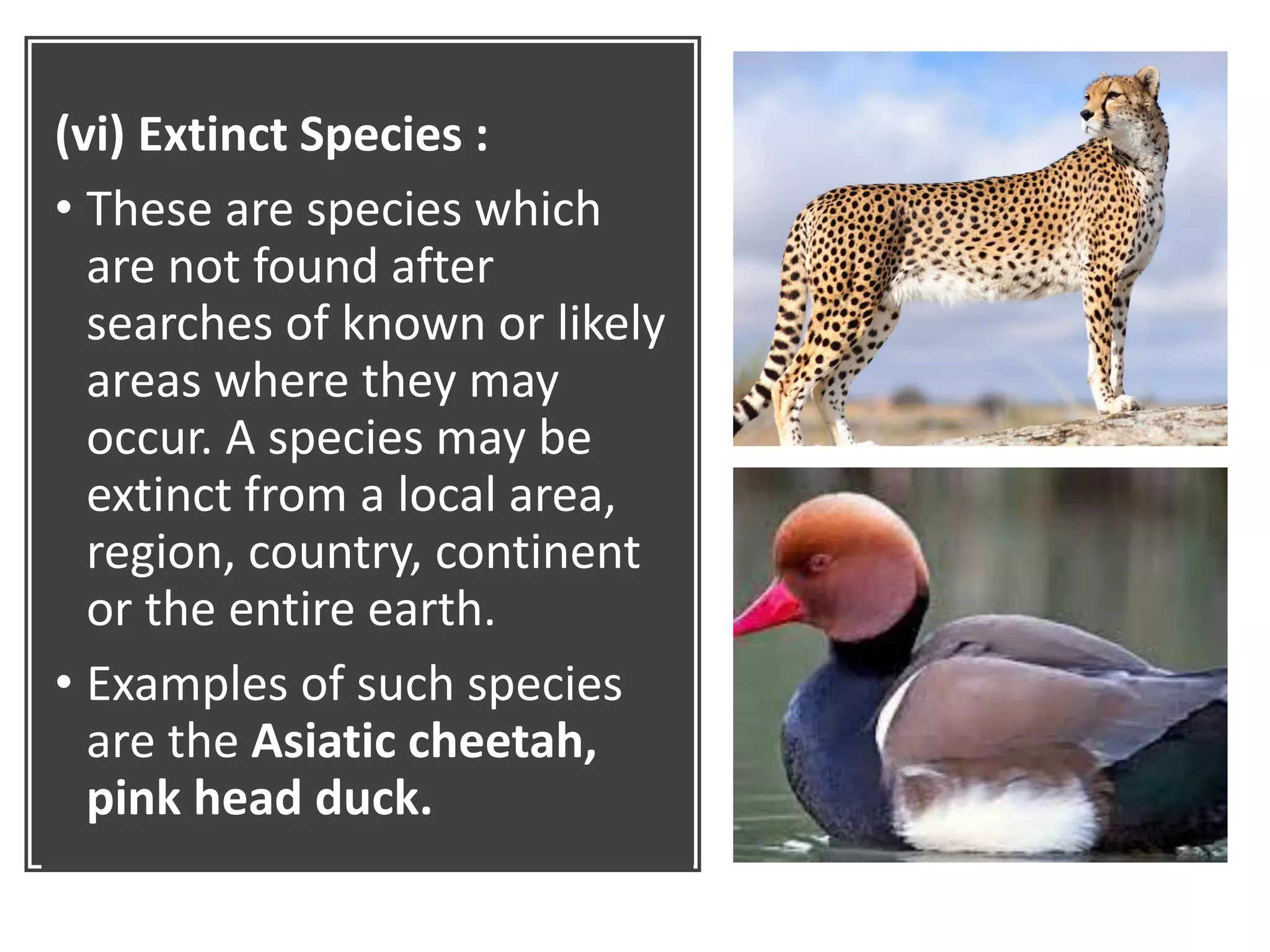 (vi) Extinct Species :
• These are species which
are not found after
searches of known or likely
areas where they may
occur. A species may be
extinct from a local area,
region, country, continent
or the entire earth.
• Examples of such species
are the Asiatic cheetah,
pink head duck.
 