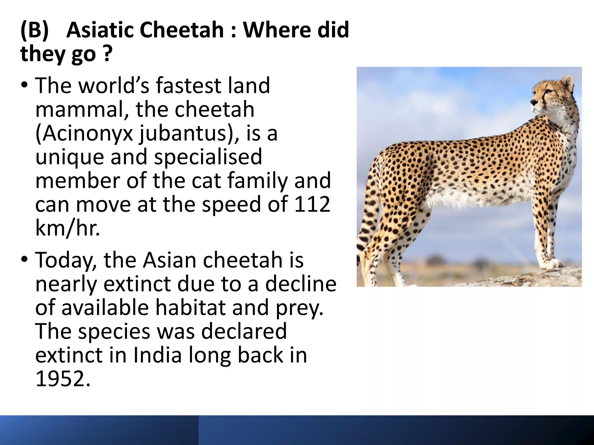 (B) Asiatic Cheetah : Where did
they go ?
• The world’s fastest land
mammal, the cheetah
(Acinonyx jubantus), is a
unique and specialised
member of the cat family and
can move at the speed of 112
km/hr.
• Today, the Asian cheetah is
nearly extinct due to a decline
of available habitat and prey.
The species was declared
extinct in India long back in
1952.
 