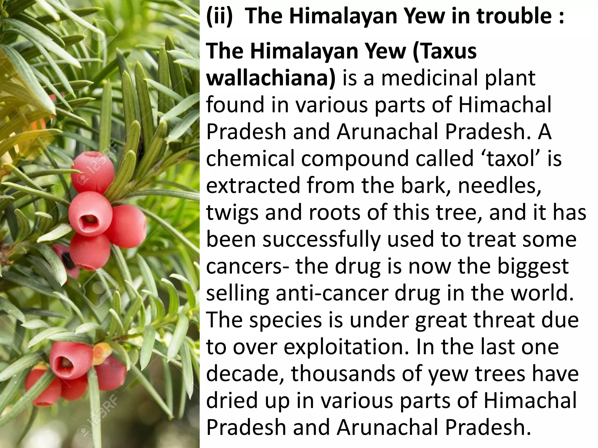 (ii) The Himalayan Yew in trouble :
The Himalayan Yew (Taxus
wallachiana) is a medicinal plant
found in various parts of Himachal
Pradesh and Arunachal Pradesh. A
chemical compound called ‘taxol’ is
extracted from the bark, needles,
twigs and roots of this tree, and it has
been successfully used to treat some
cancers- the drug is now the biggest
selling anti-cancer drug in the world.
The species is under great threat due
to over exploitation. In the last one
decade, thousands of yew trees have
dried up in various parts of Himachal
Pradesh and Arunachal Pradesh.
 