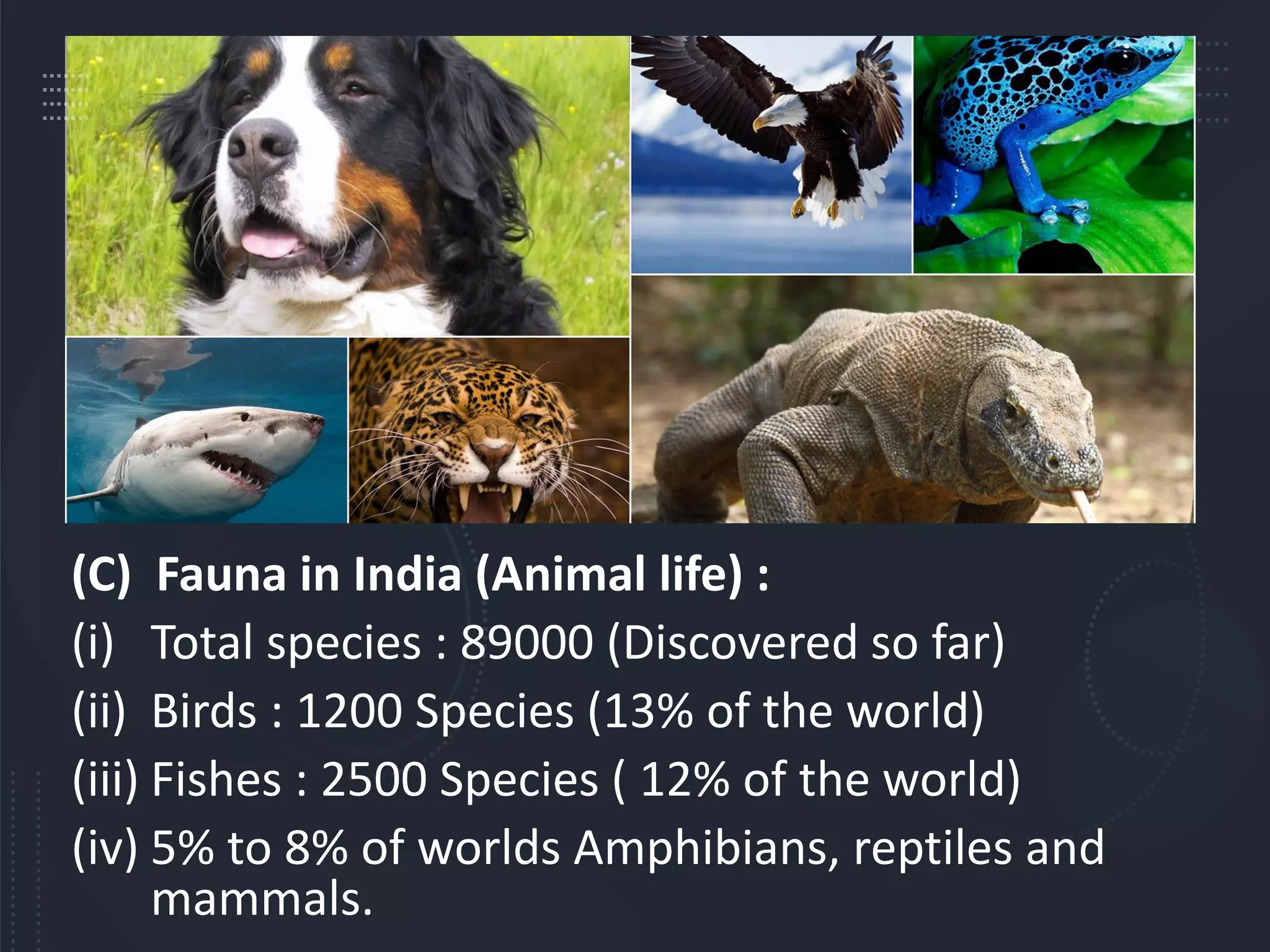 (C) Fauna in India (Animal life) :
(i) Total species : 89000 (Discovered so far)
(ii) Birds : 1200 Species (13% of the world)
(iii) Fishes : 2500 Species ( 12% of the world)
(iv) 5% to 8% of worlds Amphibians, reptiles and
mammals.
 