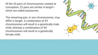 Chapter 2 Heredity, Prenatal Development, and Birth.pdf