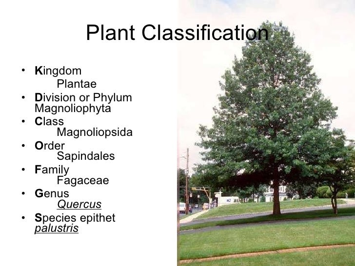 chapter-2-identification-09