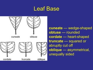 Obtusely Rounded Chapter 2 identification | PPT