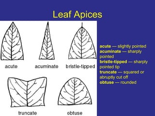 Chapter 2 identification | PPT