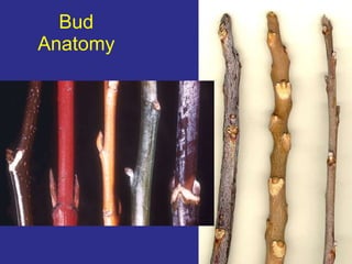 Chapter 2 identification | PPT