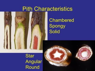 Chapter 2 identification | PPT
