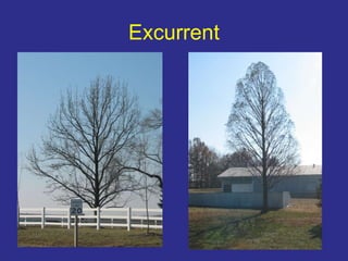 Chapter 2 identification | PPT