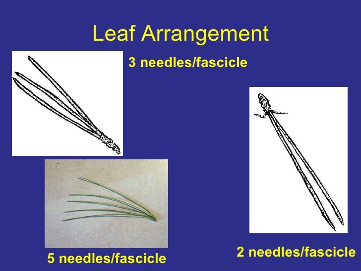 Chapter 2 identification
